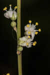 Florida beargrass